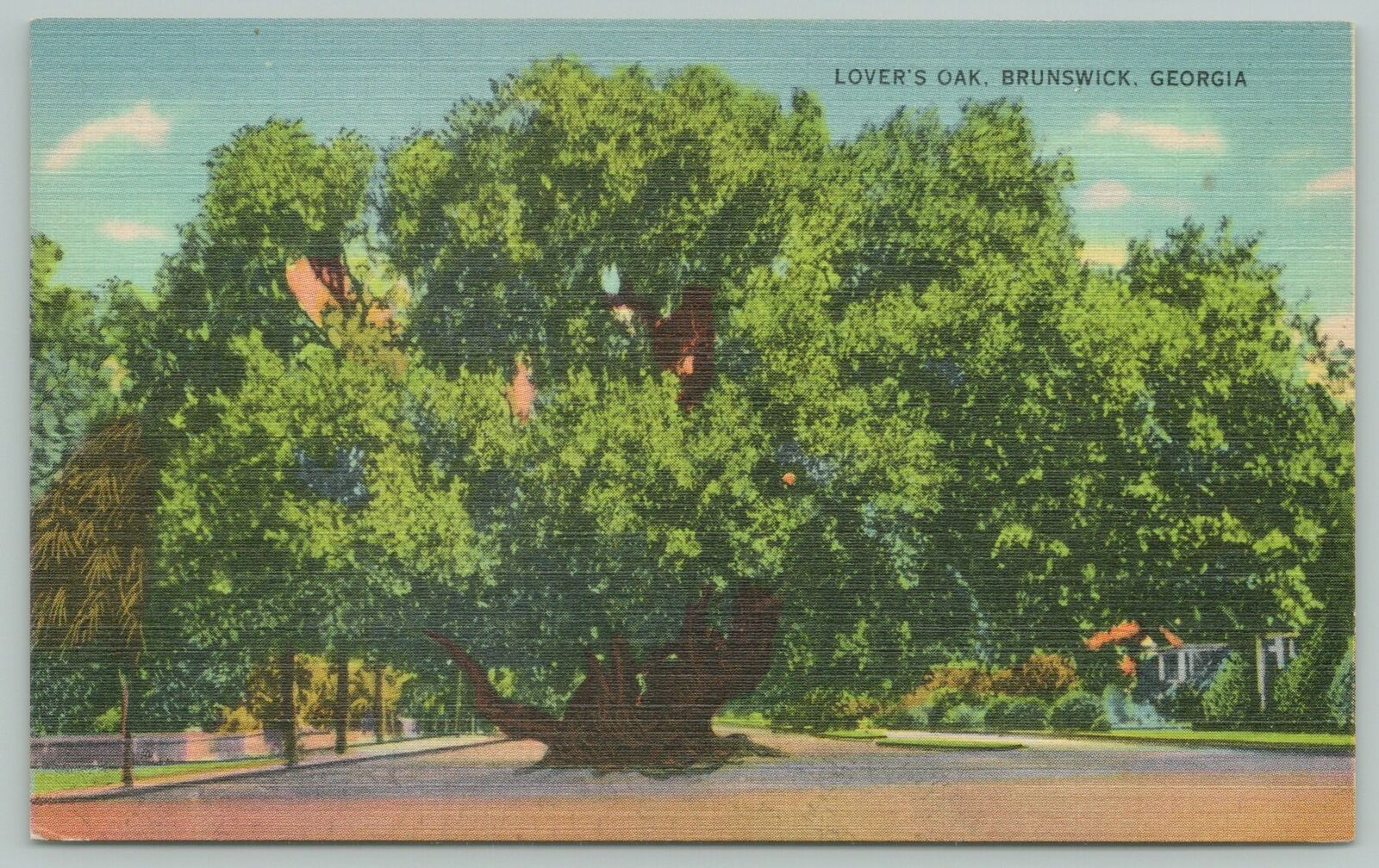 Brunswick Georgia~lover's Oak~1940s Linen Postcard